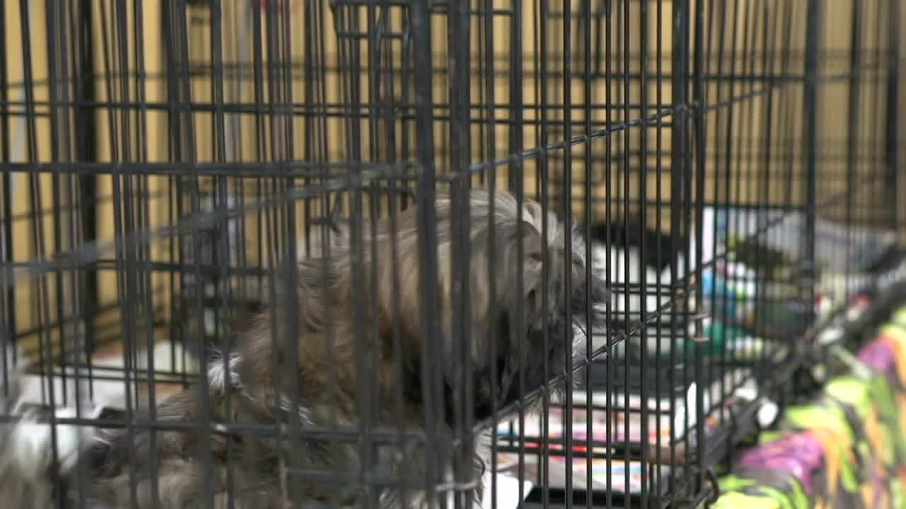 Person petting dog in cage