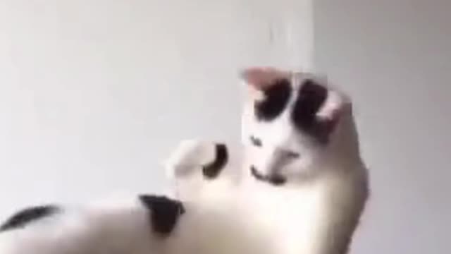 Super funny cats :)))) part 10 #shorts