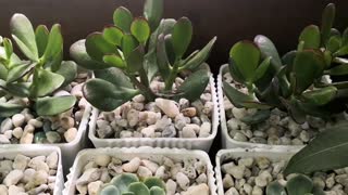 Jade plant