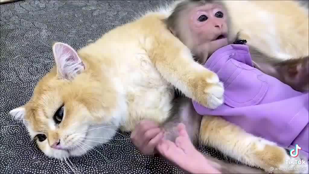 Cat monkey friendship