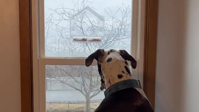 The Great Dane Video 48