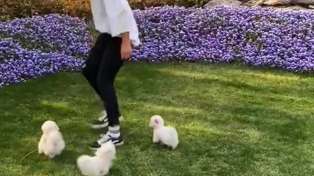 Cute and Funny Pomeranian Videos 213 #Shorts