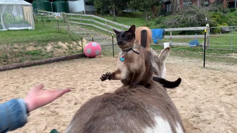 Oscar high Fives whilst taking a ride on Matilda