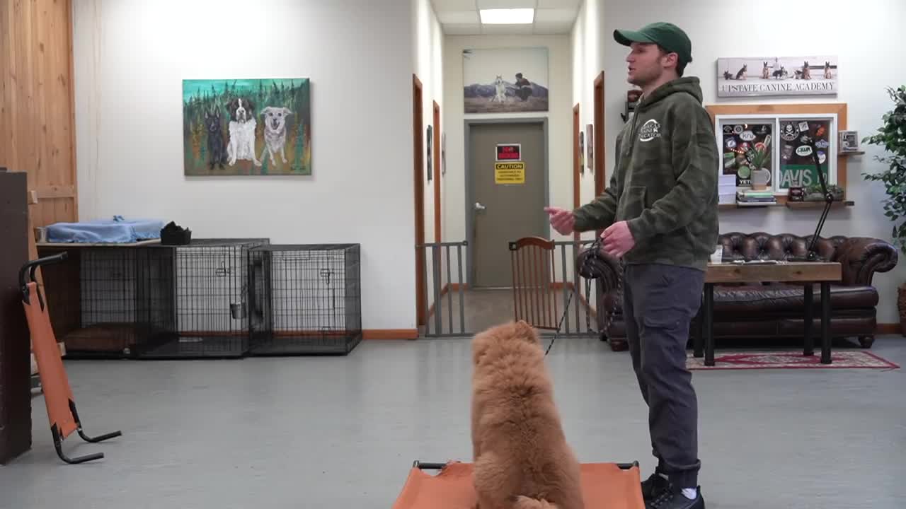 The best way of training a dog