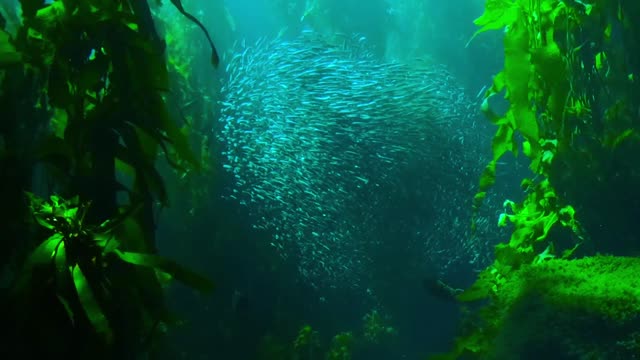 Have you seen fish spiral before?