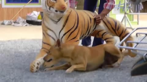 Dog pranked fack tiger