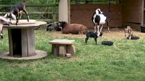 Lamb Really Thinks She's A Dog