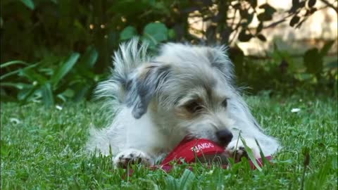 Cute Puppy 😻 beautiful Dog for Kids