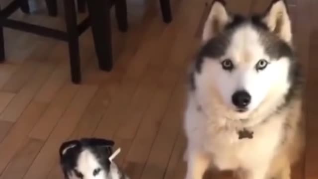 Watch till end ๐ you will love it |cute dog jealousy| #dog #cute dog #lovely dog