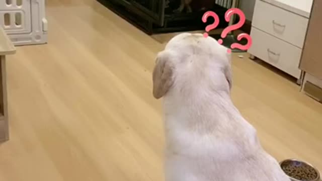 adorable affection