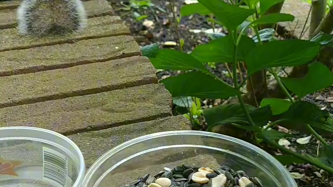 She's splooting to cool down 🐿️ so cute 🐾