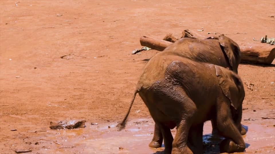 Baby Elephants Playing In The Mud