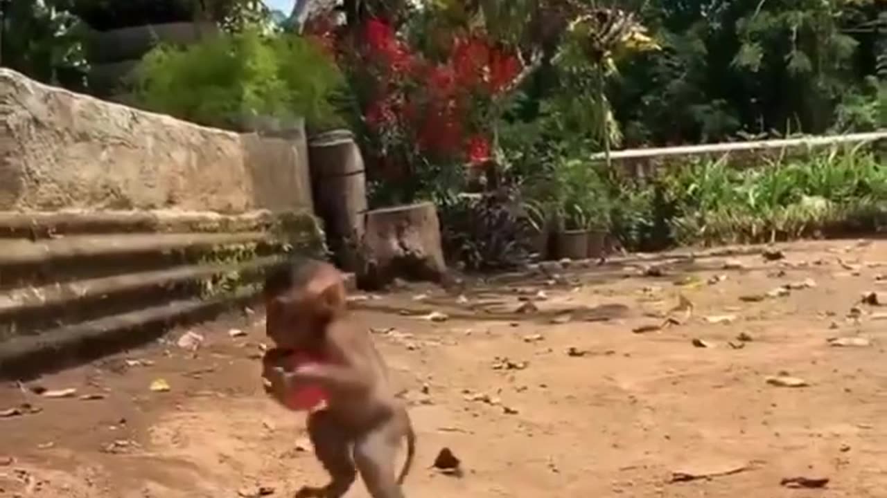 Monkey baby playing with ball