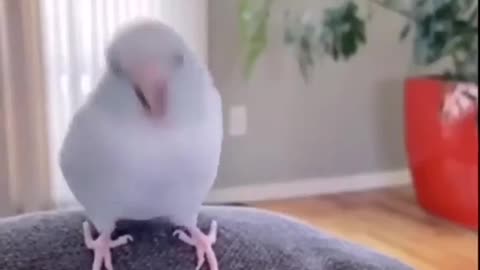 Funny Animals || Parrot