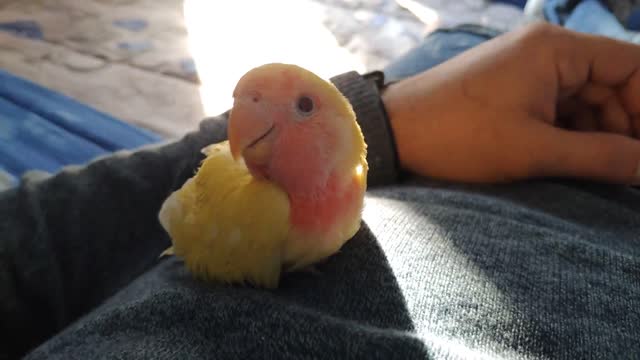 Wake cute little sleeping parrot