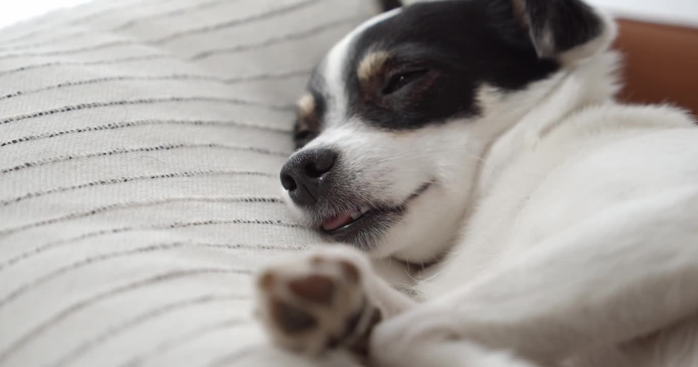 Close up view of a cute dog sleeping