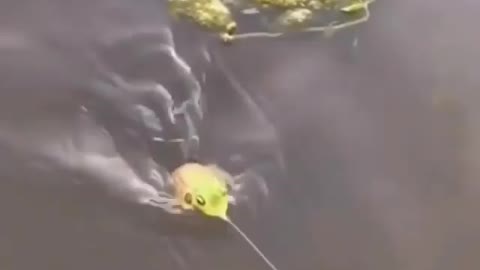 This is a beautiful and charming water-dwelling species