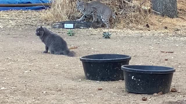 Bobcat, Cat, and squirrel