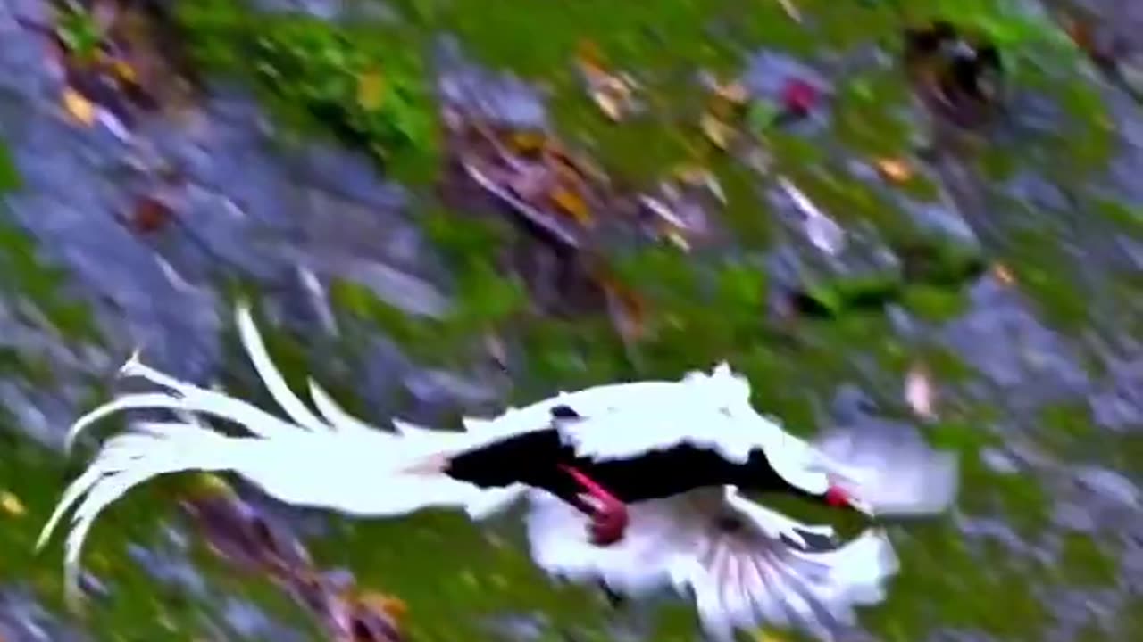 NATURE, BIRDS & TASBIH.. #nature #birds #tasbih