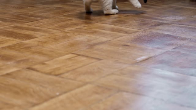 Pet Cat Chasing The Bait