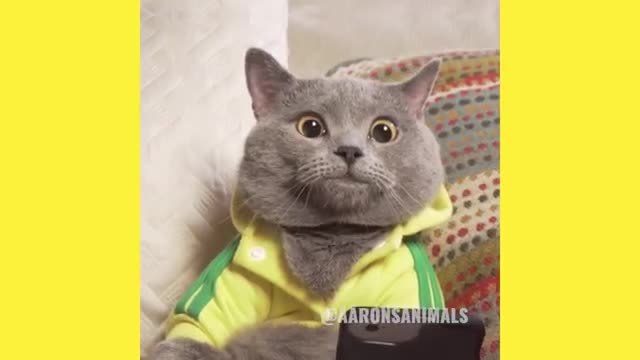 When Cats Play Pokemon Go