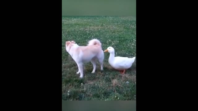 The pet dog scared by the 🦆 duck