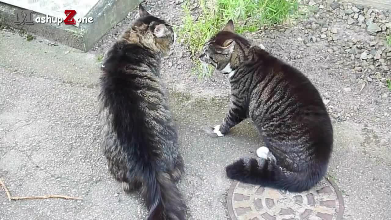 Funny Cats Arguing - Cats Talking To Each Other Compilation || NEW HD