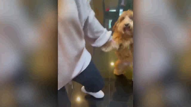 Cat and dog funny video