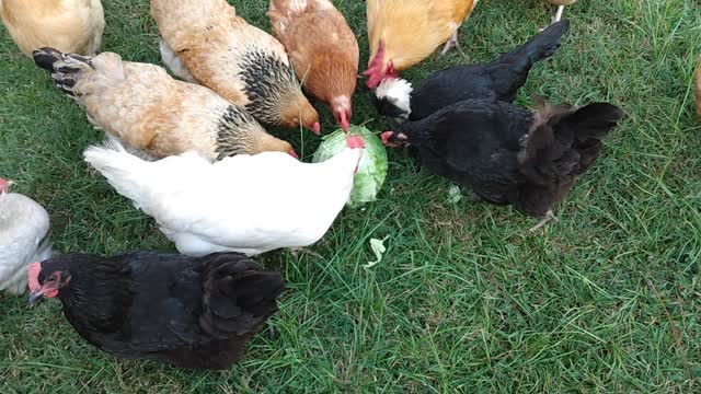 Chickens attack a cabbage