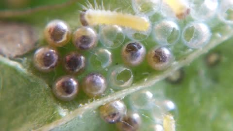 Cinnabar Caterpillars hatching