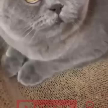 Funny_animals_2023😆_-_Funniest_Cats_and_Dogs_Video🐕🐈270_#shorts(1080p60)