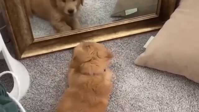 I love when they look into mirrors