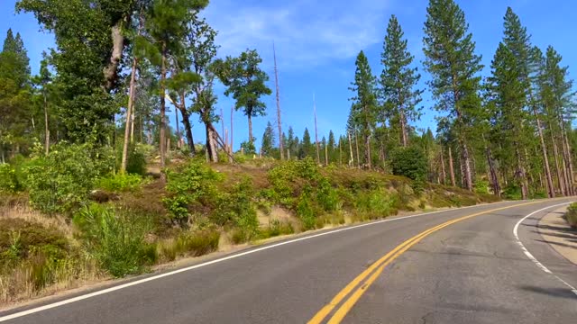 Road Trip to Bass Lake