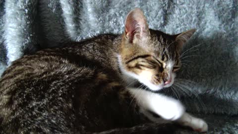 Kitten Rudolph Sleeps on His Little Nose