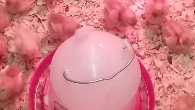 Relaxing Video of Baby Chicks