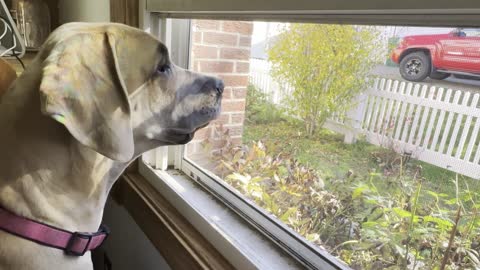 Gert Alert! Barks!