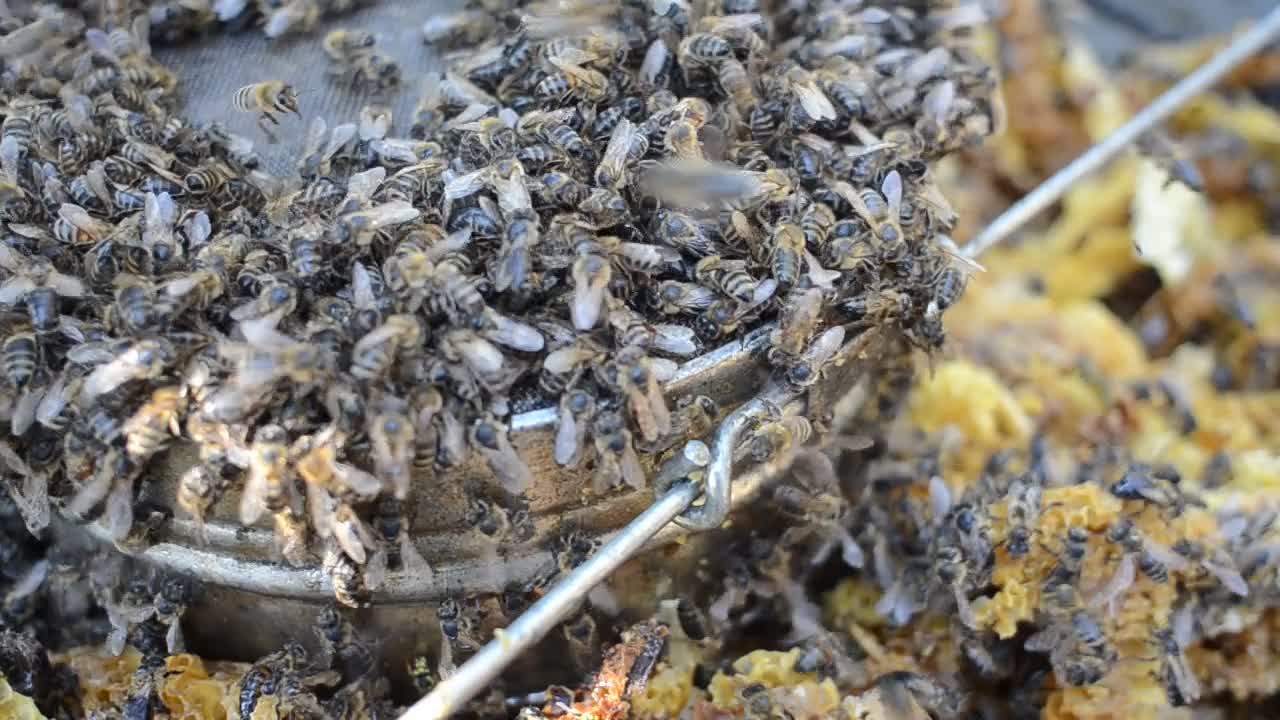 un couvain d'abeilles