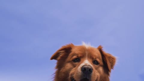 A Dog Lying on the Ground