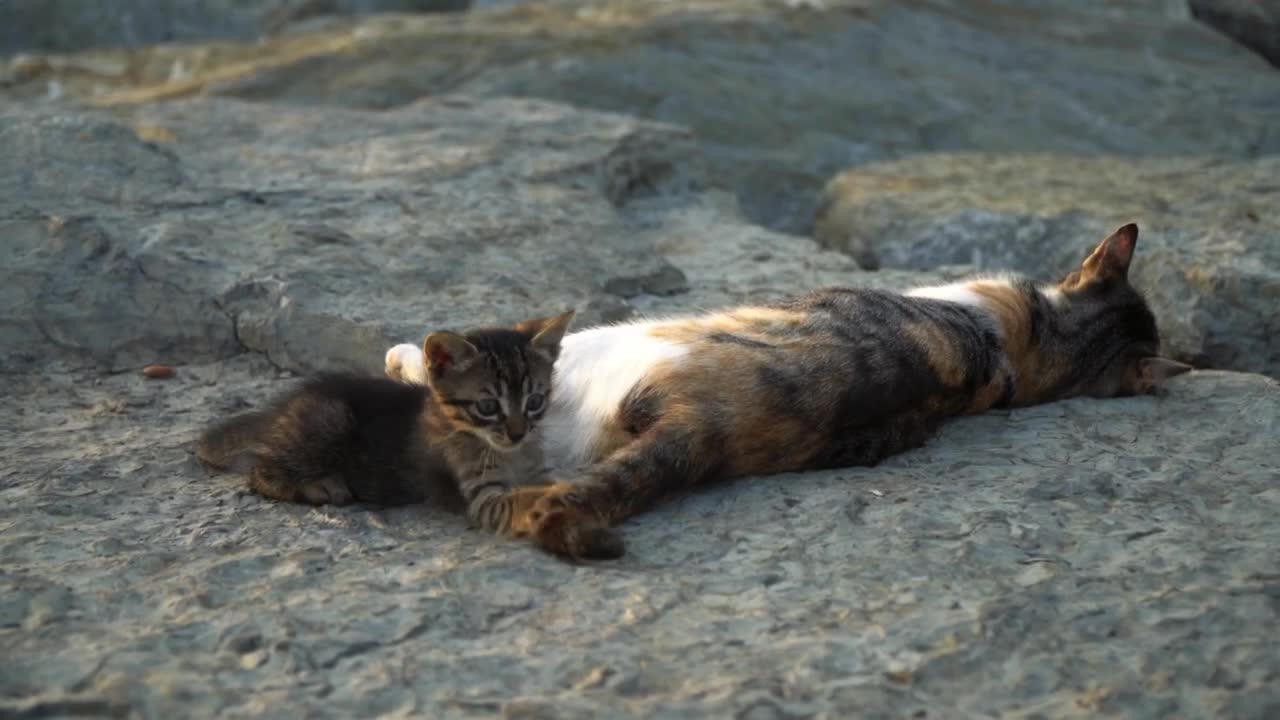 Cute kitten is lying on a rock and playing with it's mother's tail and biting it.