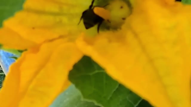 Bee in the Garden