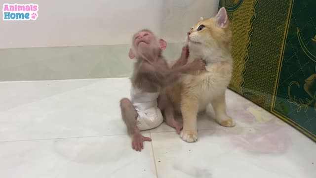 Cat and BiBi monkey teach Ody cat to play with toys