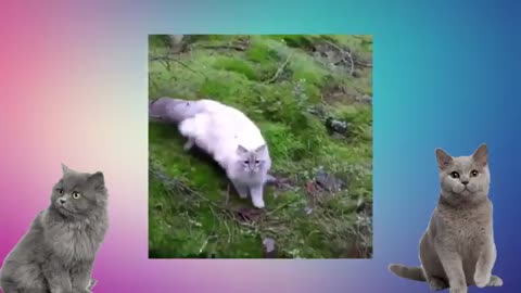 funny video about cats