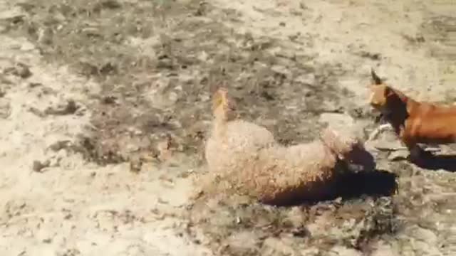 Tan dog enjoys rolling in the sand