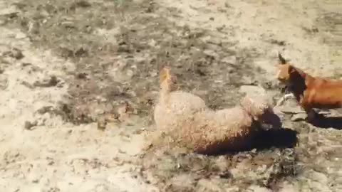 Tan dog enjoys rolling in the sand