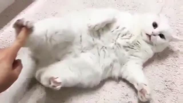 Funny animals | Nerves are out of order