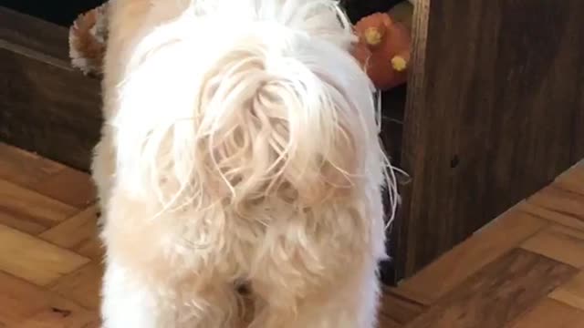 Brown white dog with three pinks bows grabs toy to play