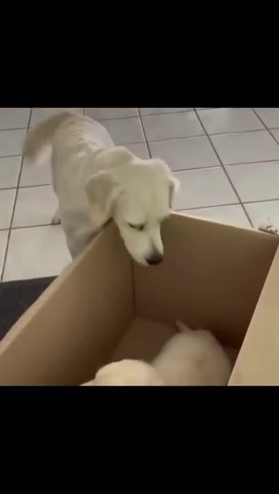 Animals take care of your children