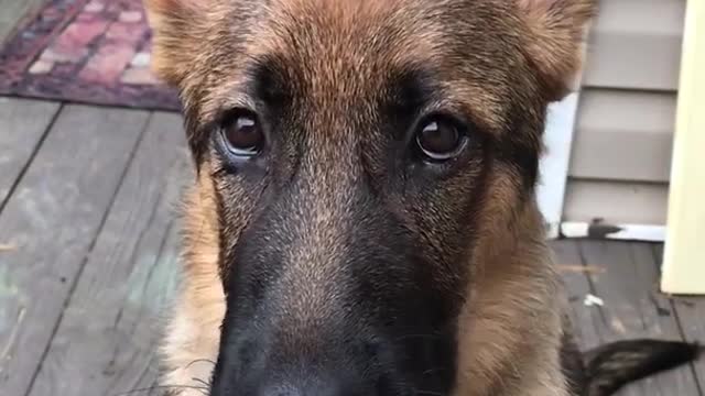 German shepherd licks eats peanut butter off spoon