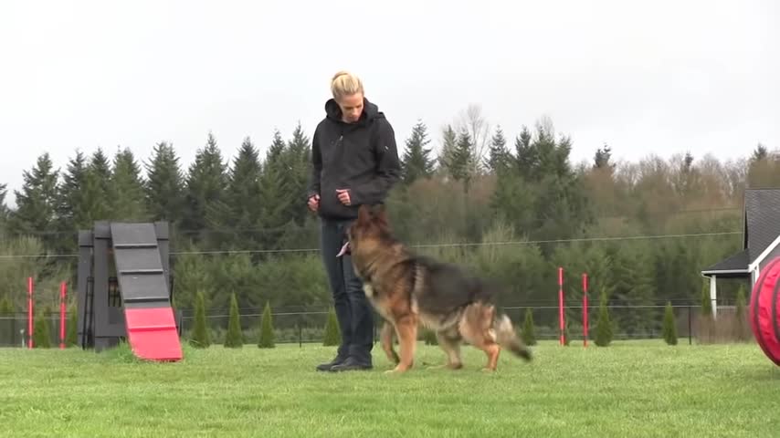 Dog Obedience Training - German Sheppard