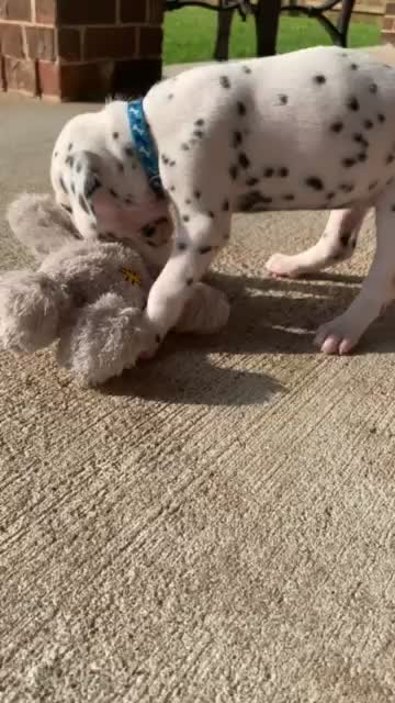 Little Lucy Playing